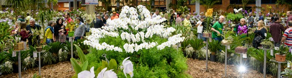 Mais de 15 mil pessoas visitaram a 74ª Exposição de Orquídeas.