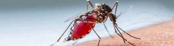 Rio Claro registrou dois casos de dengue na semana passada